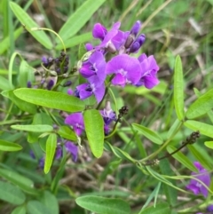 Glycine microphylla (Small-leaf Glycine) at Broulee, NSW - 11 Dec 2023 by NedJohnston