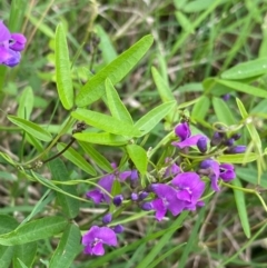Glycine microphylla at Broulee, NSW - 11 Dec 2023