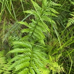 Todea barbara (King Fern) at Jervis Bay, JBT - 15 Dec 2023 by NedJohnston