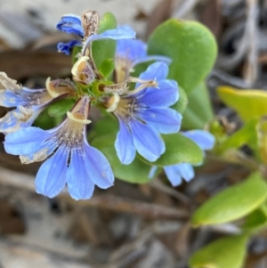 Scaevola calendulacea at Salamander Bay, NSW - 16 Dec 2023