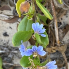 Scaevola calendulacea at Salamander Bay, NSW - 16 Dec 2023 07:17 PM