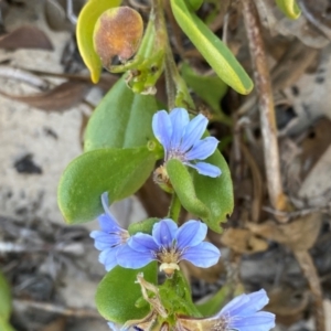 Scaevola calendulacea at Salamander Bay, NSW - 16 Dec 2023 07:17 PM