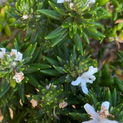 Westringia fruticosa (Native Rosemary) at Seal Rocks, NSW - 16 Dec 2023 by NedJohnston