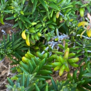 Westringia fruticosa at Myall Lakes National Park - 16 Dec 2023