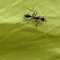 Unidentified Ant (Hymenoptera, Formicidae) at Seal Rocks, NSW - 16 Dec 2023 by NedJohnston