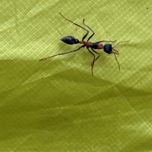 Myrmecia nigrocincta at Myall Lakes National Park - 17 Dec 2023 10:16 AM