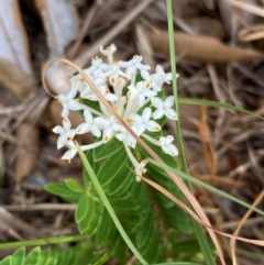 Pimelea linifolia (Slender Rice Flower) at Myall Lakes National Park - 16 Dec 2023 by NedJohnston