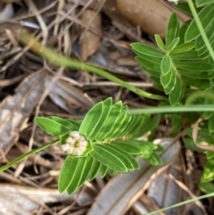 Pimelea linifolia at Myall Lakes National Park - 17 Dec 2023