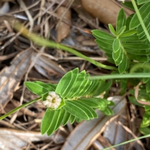 Pimelea linifolia at Myall Lakes National Park - 17 Dec 2023 10:58 AM