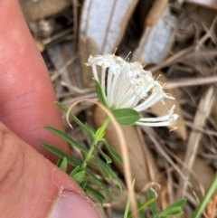 Pimelea linifolia at Myall Lakes National Park - 17 Dec 2023