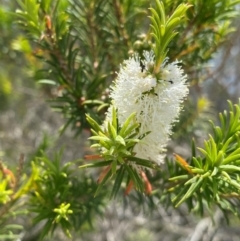 Melaleuca armillaris (Bracelet Honey Myrtle) at Seal Rocks, NSW - 17 Dec 2023 by NedJohnston