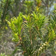 Melaleuca armillaris at Myall Lakes National Park - 17 Dec 2023