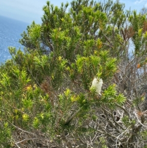 Melaleuca armillaris at Myall Lakes National Park - 17 Dec 2023 11:14 AM