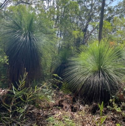 Xanthorrhoea johnsonii at Yagon, NSW - 17 Dec 2023 by NedJohnston