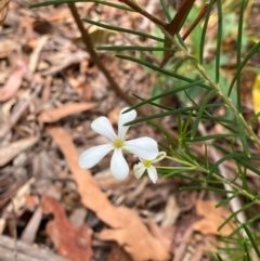 Ricinocarpos pinifolius (Wedding Bush) at Yagon, NSW - 17 Dec 2023 by NedJohnston