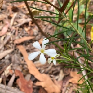 Ricinocarpos pinifolius at Myall Lakes National Park - 17 Dec 2023