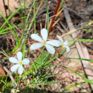 Ricinocarpos pinifolius at Myall Lakes National Park - 17 Dec 2023