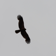 Haliastur sphenurus (Whistling Kite) at Boodjamulla (Lawn Hill) National Park - 25 Jun 2021 by Tammy