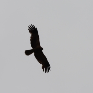 Haliastur sphenurus at Boodjamulla (Lawn Hill) National Park - 25 Jun 2021 12:20 PM