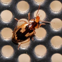 Sarothrocrepis (genus)` (Arboreal carab beetle) at Turner, ACT - 23 Dec 2023 by ConBoekel
