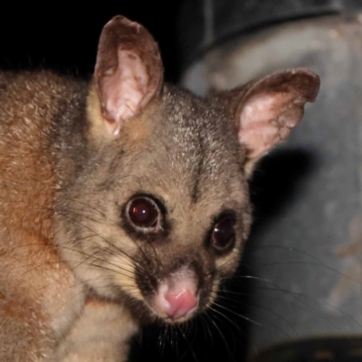 Trichosurus vulpecula (Common Brushtail Possum) at Turner, ACT - 23 Dec 2023 by ConBoekel