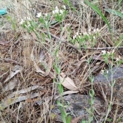 Centaurium erythraea (Common Centaury) at Fadden, ACT - 24 Dec 2023 by LPadg
