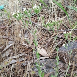 Centaurium erythraea at Fadden, ACT - 24 Dec 2023 09:49 AM