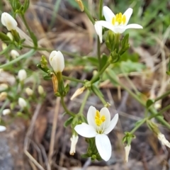 Centaurium erythraea at Fadden, ACT - 24 Dec 2023 09:49 AM