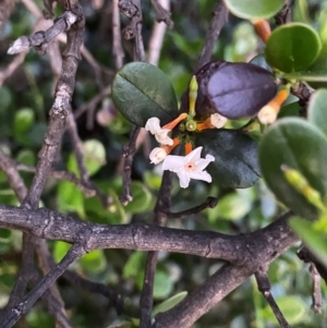 Alyxia buxifolia at Croajingolong National Park - 6 Dec 2023