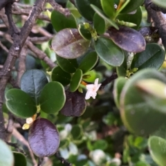 Alyxia buxifolia at Croajingolong National Park - 6 Dec 2023 08:43 PM