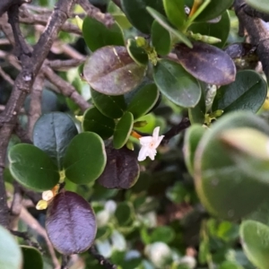 Alyxia buxifolia at Croajingolong National Park - 6 Dec 2023