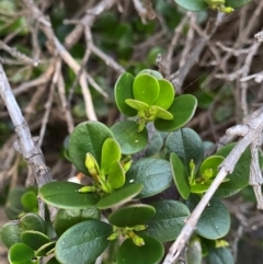 Alyxia buxifolia at Croajingolong National Park - 6 Dec 2023 08:43 PM