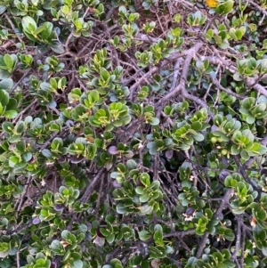 Alyxia buxifolia at Croajingolong National Park - 6 Dec 2023