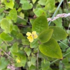 Goodenia ovata (Hop Goodenia) at Wingan River, VIC - 6 Dec 2023 by NedJohnston