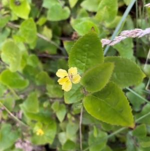 Goodenia ovata at Croajingolong National Park - 6 Dec 2023 08:43 PM