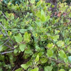 Goodenia ovata at Croajingolong National Park - 6 Dec 2023