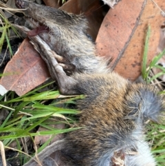 Unidentified Mammal at Wingan River, VIC - 6 Dec 2023 by NedJohnston