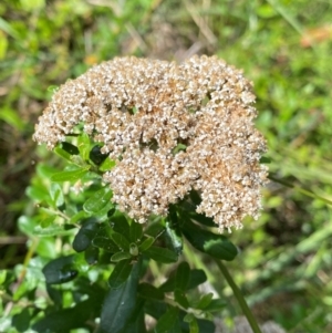 Ozothamnus cuneifolius at suppressed - suppressed