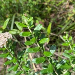 Ozothamnus cuneifolius at suppressed - 7 Dec 2023