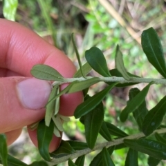 Ozothamnus cuneifolius at suppressed - 7 Dec 2023