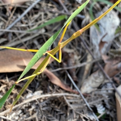 Phasmatodea (order) (Unidentified stick insect) at Wingan River, VIC - 7 Dec 2023 by NedJohnston