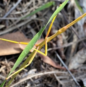 Phasmatodea (order) at Croajingolong National Park - 7 Dec 2023