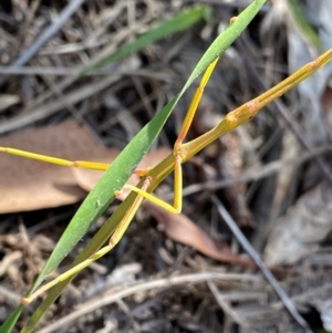 Phasmatodea (order) at Croajingolong National Park - 7 Dec 2023 05:10 PM