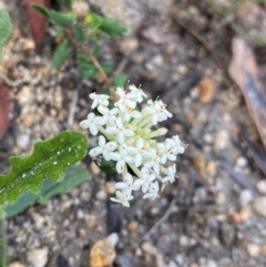 Pimelea humilis at Wingan River, VIC - 7 Dec 2023 by NedJohnston