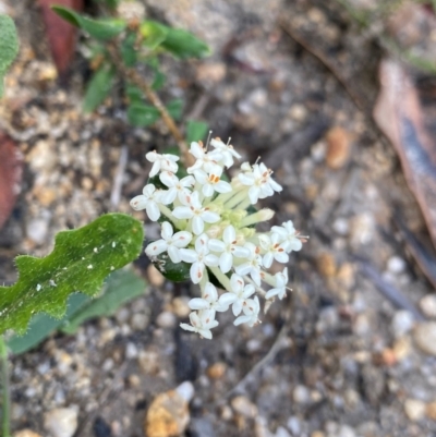 Pimelea humilis at Croajingolong National Park - 7 Dec 2023 by NedJohnston