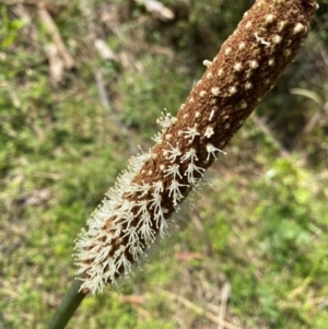 Xanthorrhoea minor subsp. lutea at suppressed - 7 Dec 2023