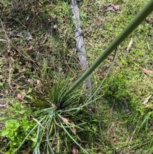 Xanthorrhoea resinosa at Croajingolong National Park - suppressed