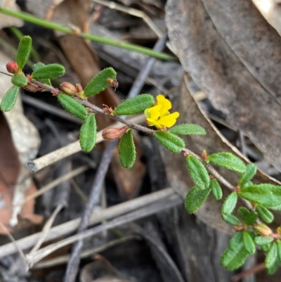 Hibbertia empetrifolia subsp. empetrifolia at Croajingolong National Park - 7 Dec 2023 by NedJohnston