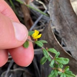 Hibbertia empetrifolia subsp. empetrifolia at Croajingolong National Park - 7 Dec 2023