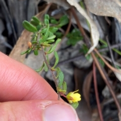 Hibbertia empetrifolia subsp. empetrifolia at Croajingolong National Park - 7 Dec 2023